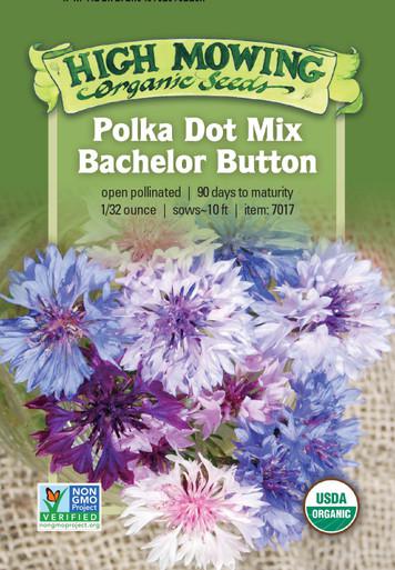 Polka Dot Bachelor Button