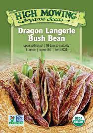 Dragon Langerie Bush Bean