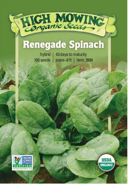 Seeds - Renegade F1 Spinach