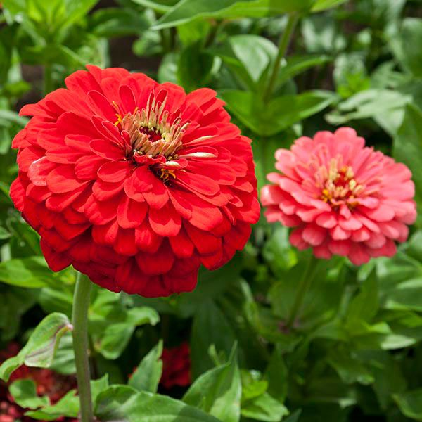 Giant Coral Zinnia - 1/32 ounce