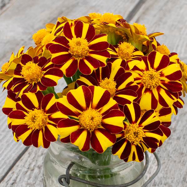 Pinwheel Marigold - 1/32 ounce