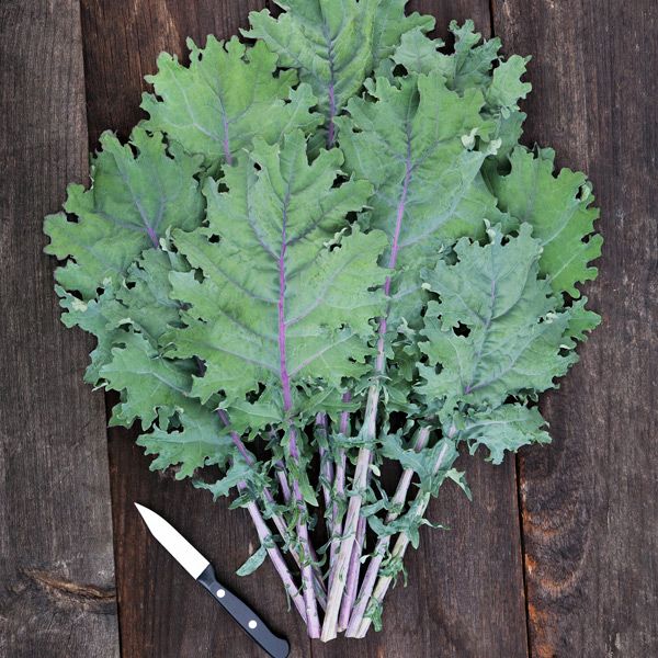 Red Russian Kale - 1/32 ounce