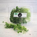 Sprouts - Pea Shoots - Microgreens