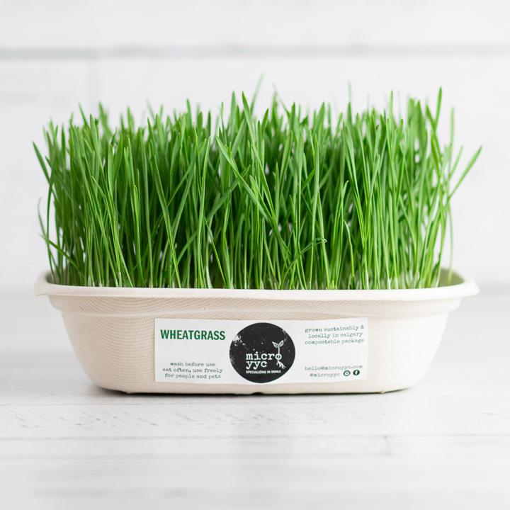 Sprouts - Wheatgrass MicroTray - Microgreens